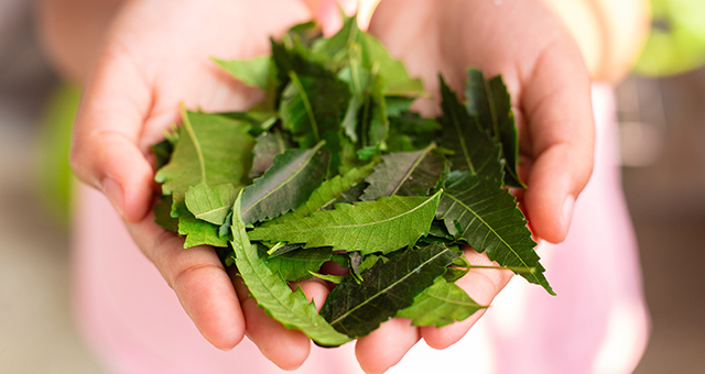 Holistic Healing: Explore The Innumerable Benefits Of Neem