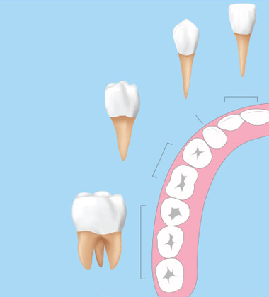 how to clean teeth at home - diagram of the teeth